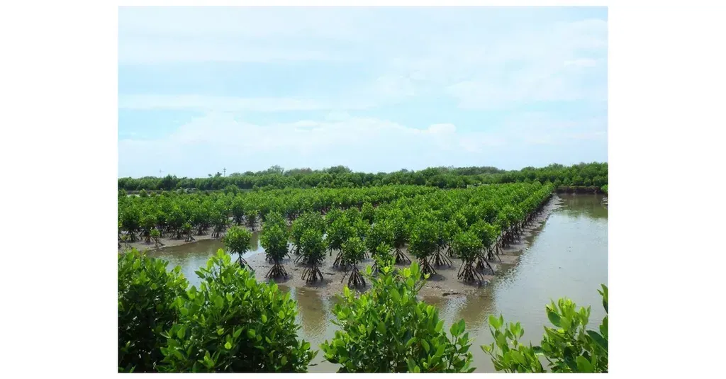 Yamaha Motor Initiates Mangrove Planting Project in Indonesia