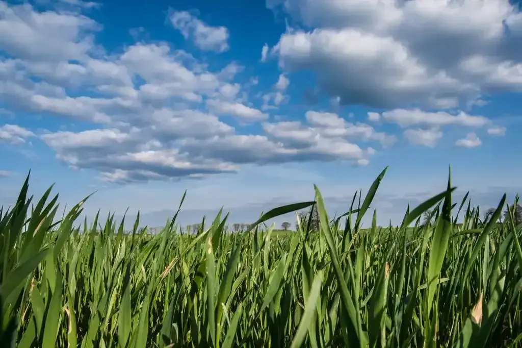 Sustainable Digitalisation and Telecom Network Contributions