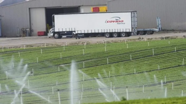 Covino Farms Enhances Food Safety with Coretex Solutions